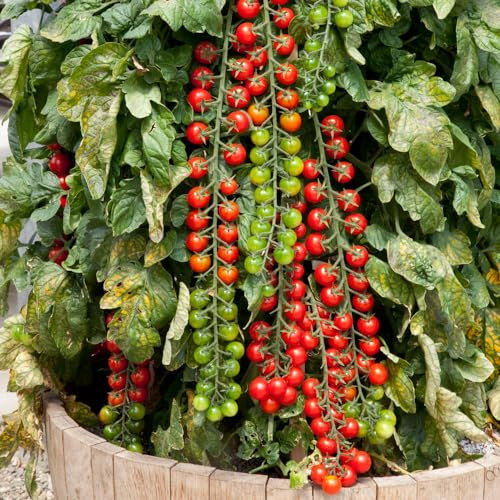 Cherry Tomato 'Rapunzel'. Plug Plant x 5. Grow Your own Tomatoes, Super Sweet. Available from Bedwen Plants