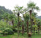 Windmill Palme Samen T31 Hardy Trachycarpus fortunei Evergreen 15