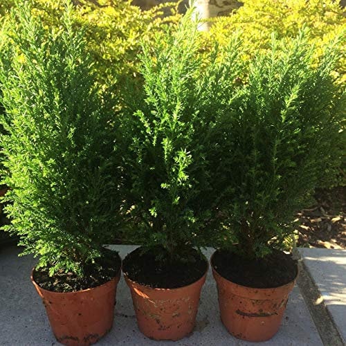 Portal Cool Nano conifera pianta sempreverde 3 per £ 8,99 25cm circa 3-4' In 10 Yr 3.5 Pot