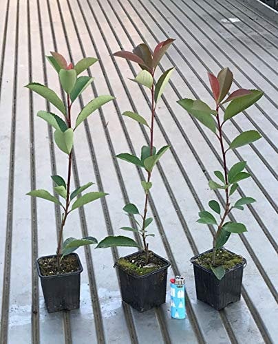 Fotinia Photinia x fraseri Red Robin pianta da siepe in vaso ø9 cm Vivaio di Castelletto