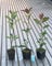 Fotinia Photinia x fraseri Red Robin pianta da siepe in vaso ø9 cm Vivaio di Castelletto