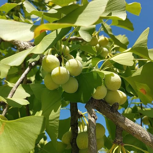 4 pcs ginkgo baum samen pflanzen samen bienenweide saatgut gingko baum - Ginkgo biloba - pflanzen garten kübelpflanzen winterhart winterharte pflanzen hochbeet samen alte sorten steingartenpflanzen