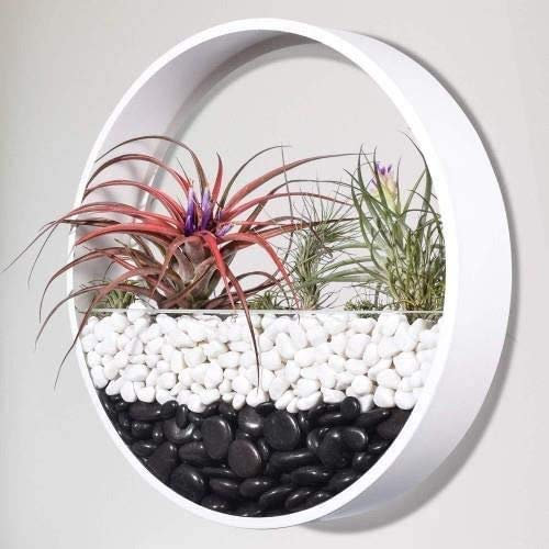 Ecosides Florero de Pared Vidrio Metal Redondo,Flor Maceta de Pared,Macetero Pared,Terrario de Pared,Suculento Contenedor Vertical Decor para Sala de Estar,Cocina,Balcón,Escalera (Blanco, 25 cm)