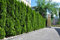 10st. Thuja Smaragd 50-60cm ohne Topf gemessen Heckenpflanzen Lebensbaum Immergrüne Heckenpflanze