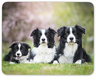 Destination Vinyl Ltd Border Collie Family Mouse Mat Pad - Dog Dogs Puppy Farm Fun Computer #8625