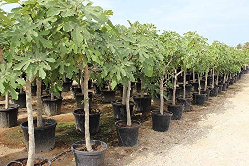 Fico comune Ficus carica in mastello circonferenza tronco 10/15 cm h. 2/2,2 m