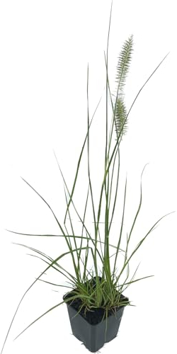 Zwerg Lampenputzergras | 1 Stück im Topf| Pennisetum al. 'Little Bunny' von Intragarten Winterhartes Ziergras Mehrjährig