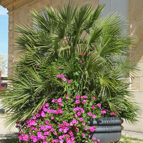 Chamaerops humilis – Dwarf Fan Palm, Hardy Evergreen Palm, RHS Awarded, Ideal for Containers & Sheltered Borders, Produces Yellow Summer Flowers, 20 Litre Pot x2, by Thompson & Morgan