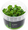 Zwerg-Kardinalslobelie/Lobelia cardinalis Mini - NatureHolic In-Vitro Aquarium Pflanze