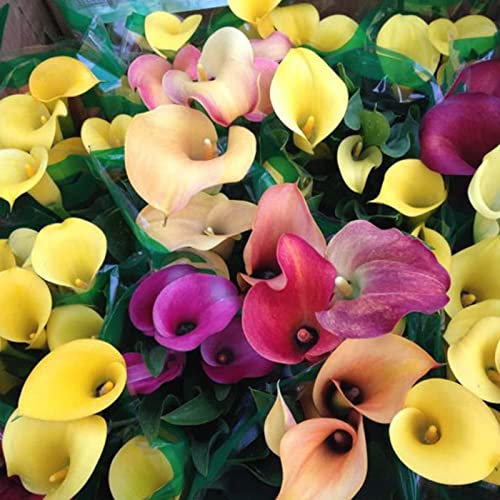 Haloppe 100 piezas de semillas de plantas de flores para plantar en el jardín del hogar, semillas de flores de colores mixtos para exteriores Color mixto