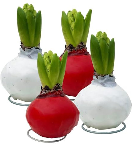 Hyazinthe in Wachs, weiß-rot zufällig, 4 Stück