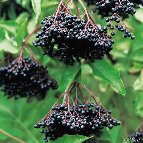Schwarze Fliederbeere Holunder 'Haschberg' - weiß blühend, selbstfruchtbar, 60-80 cm