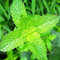 vegherb Vert: New 5000PCS / Sac Menthe poivrée Menthe Flores supérieure pour Al thé Thy Bonsai en pour la Maison Green Garden (graines Seulement)