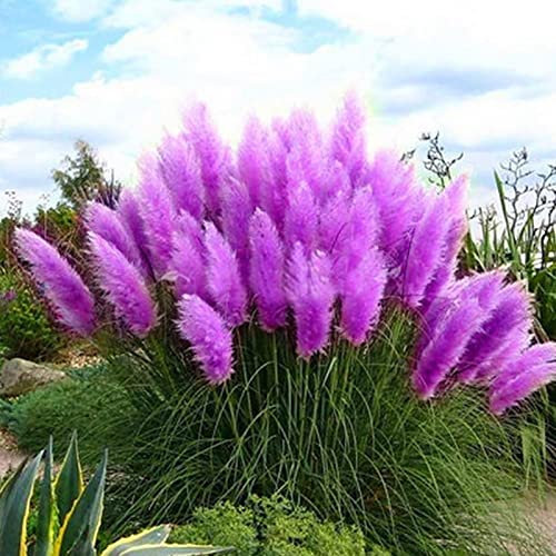 Haloppe 50Pcs Semi di piante di Pampas per la semina del giardino domestico, Semi di Pampas Piantagione naturale Semi di erba di Pampas per cortile Viola