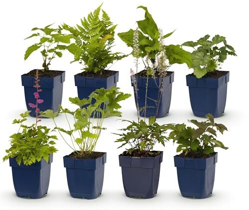 GreenboutiQ - Kit de plantes vivaces - Ombre - 8 Plantes Vivaces - Pour 1 m2 - Couleurs Variées - Peu d'Entretien - Pot 11cm