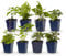 GreenboutiQ - Kit de plantes vivaces - Ombre - 8 Plantes Vivaces - Pour 1 m2 - Couleurs Variées - Peu d'Entretien - Pot 11cm