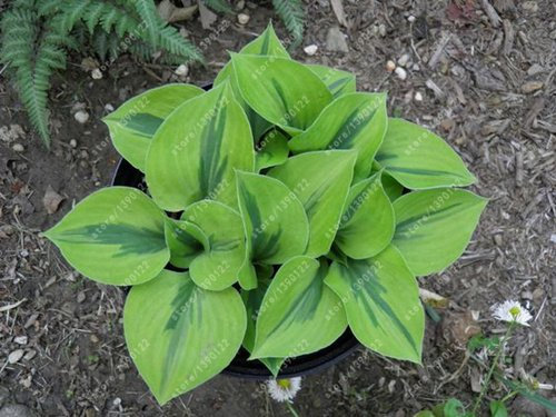 100 pcs/sac Graines de plantes vivaces hosta, Plantain Lily Flower graines de fleurs, graines couverture au sol hosta précieuses plantes de jardin à la maison 17