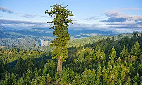 100 semi Sequoia Sempervirens Costa Reedwood Tree