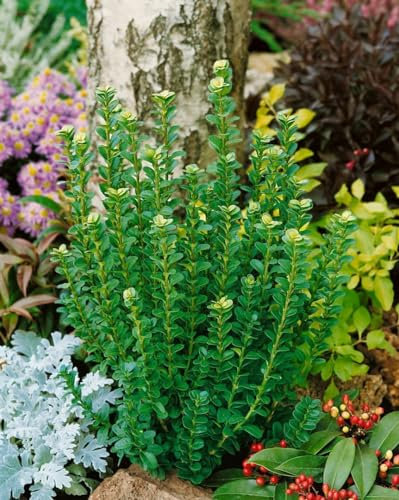Buxus sempervirens 'Handsworthiensis' 30-40 cm - Buchsbaum, immergrün, ideal für Hecken und Formschnitt, pflegeleicht und winterhart