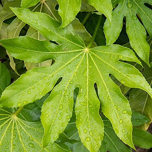 Fatsia Japonica Japanese Aralia Spreading Glossy Evergreen Potted Garden Shrub (3 Litre Pot, 30-50cm)