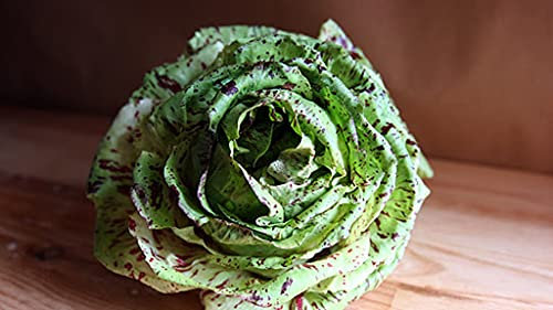 Aamish 25 semillas de hortalizas Castelfranco Radicchio