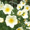 3 Stück Bibernellrose/Dünenrose (Rosa pimpinellifolia) Containerware 40-60 cm
