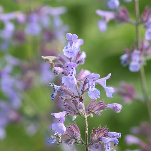 Plant Theory Catmint Perennials Flowering Plants Nepeta × Faassenii 2L Pot