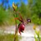 Caleana major fliegende Ente Orchideensamen, wildblumen balkonblumen, schnittblumen samen Orchidee samen geschenke für gartenfreunde, samen alte sorten kräuterpflanzen, blumen für 150pcs