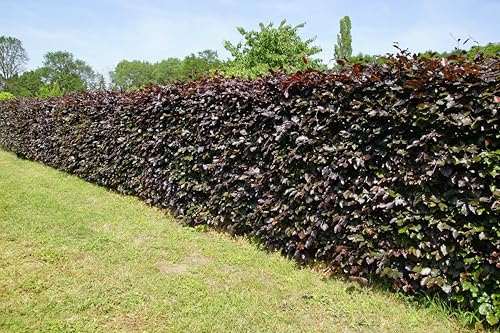 5st. Fagus sylvatica Purpurea 60-80cm im Topf– Blutbuche | ideal als Heckenpflanze | Purpurrotes Laub, robust & schnittverträglich – ideal für Garten & Park | Blutbuche | Hecke