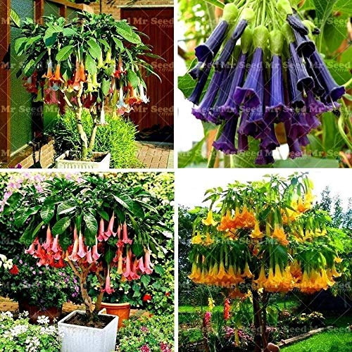 PLAT FIRM Germinazione dei semi: misto: 100pcs Bonsai Semi fiore raro semi di fiore piante in vaso di Angel Trombe Bons