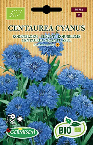 Bleuet Centaure cyanus