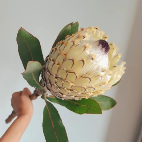 500 pcs Protea Cynaroides Samen winterharte pflanzen für garten, winterharte blumen Protea Pflanze Kaufen bodendecker, pflanzen winterhart samen blumen, winterharte stauden gartenblumen,
