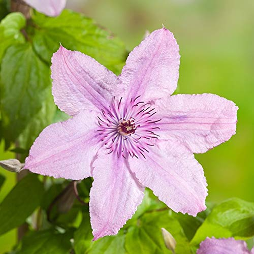 Clematis 'Hagley Hybrid' - Waldrebe 50-60 cm Pflanzcontainer