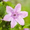 Clematis 'Hagley Hybrid' - Waldrebe 50-60 cm Pflanzcontainer