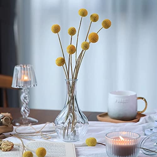 Jangostor 20 Stück Getrocknete Billy Bälle, 43 cm gelbe Billy Blumen getrocknete Craspedia Blumen Natur trocken Pflanze für Hochzeit Thanksgiving Dekor Herbst Home Decor DIY Bastelhandwerk