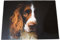 Springer Spaniel Glass Chopping Board 40x30cm Dog Animal Black Workstop Saver