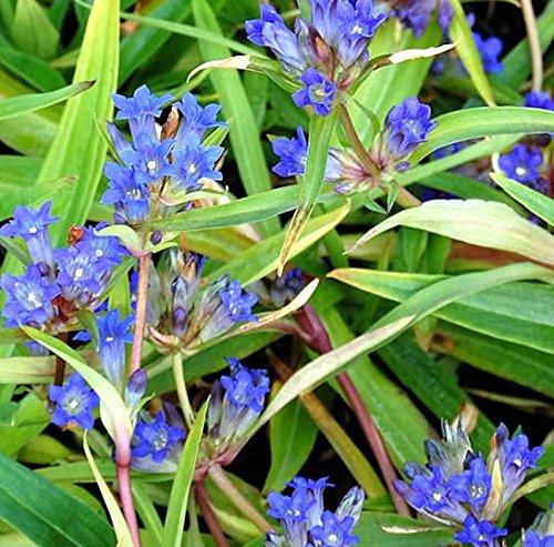 Sibirischer Enzian - Gentiana dahurica - lebende Gartenpflanze aus den Baumschulen