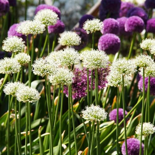 5 pcs allium zwiebeln winterhart mehrjährig - garten pflanzen winterharte zierlauch,riesenlauch, zimmergewächshaus anzucht flowers bienen wiese blumenzwiebeln frühblüher frühblüher
