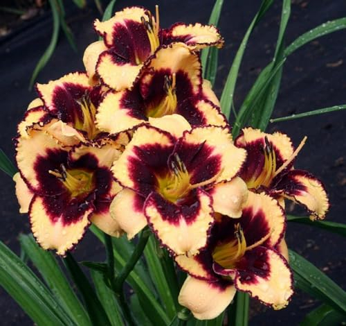 Taglilienzwiebeln leuchtende Farben Taglilie winterhart mehrjährig Pflanzen Extrem kältetolerant