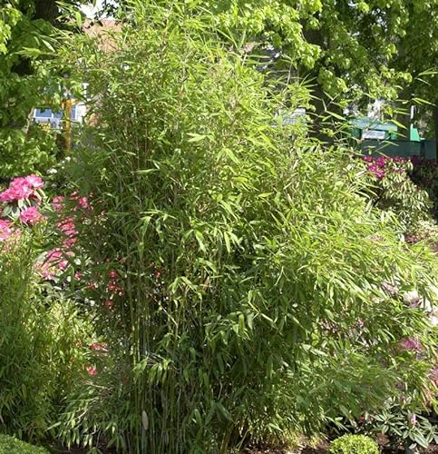 Gartenbambus Simba 60-80cm - Fargesia murielae - Gartenpflanze