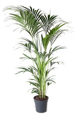Howea forsteriana Kentiapalme 8 Triebe Zimmerpalme 180 cm