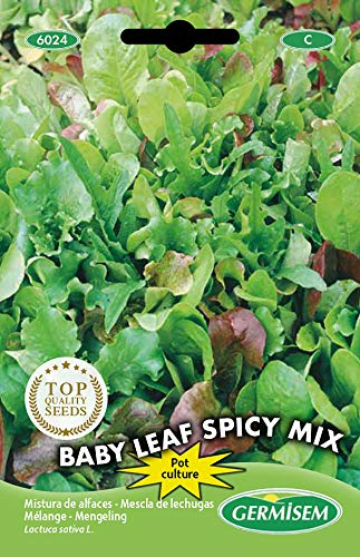 Germisem Baby Leaf Spicy Mix Semi di Lattuga 2 g