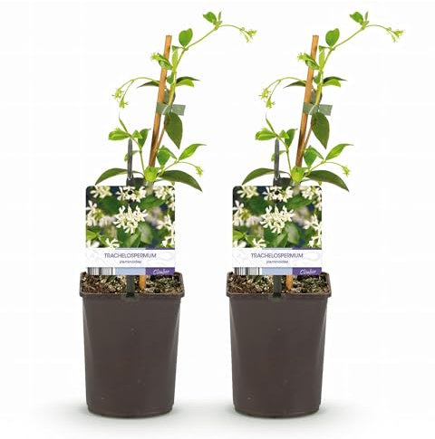 GreenboutiQ - Jasmin Toscane - Trachelospermum jasminoides - Fleurs Blanches - Persistant - 2 plantes - Pot 11cm Hauteur 40cm