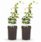 GreenboutiQ - Jasmin Toscane - Trachelospermum jasminoides - Fleurs Blanches - Persistant - 2 plantes - Pot 11cm Hauteur 40cm