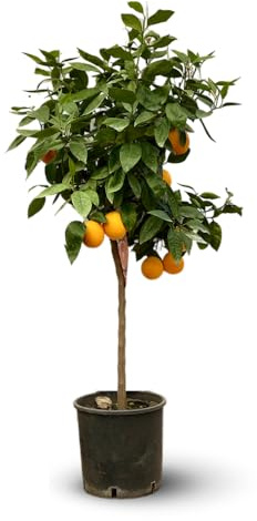 Attitude Jardin - Oranger - agrume mediterraneo - albero da frutto - 120-130 cm - ⌀ 24 cm