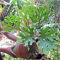 PLAT FIRM Keim Seeds: Staghornspore (Platyceriumi) 2000 Spore