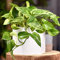 Epipremnum Aureum | Hanging Indoor Hardy Plant | Devil's Ivy Houseplant