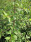 Prunus spinosa - Schlehdorn - Schlehe - Heckendorn