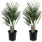 Plant in a Box - Chamaerops Humilis -Set de 2 - European Fan Palm - Hardy - Maceta 15cm - Altura 50-60cm