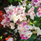 Pianta di bouganville - semi piante da ufficio fiori da giardino resistenti semi di fiori selvatici piante rampicanti Bouganville - Piante rare - piante sempreverdi resistenti semi di 400pcs